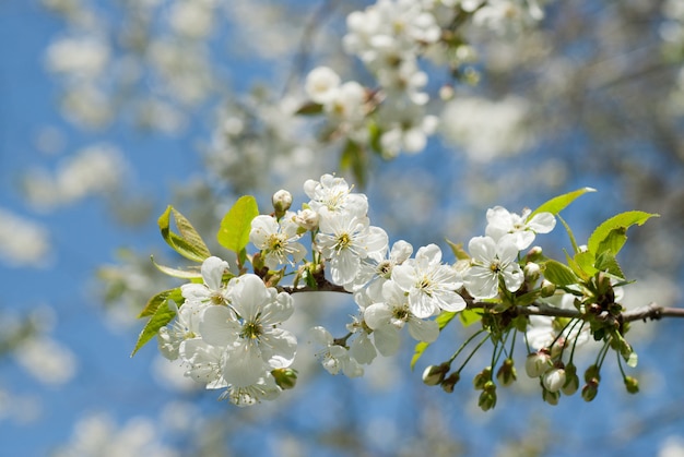 Flor de macieira na primavera contra o céu azul