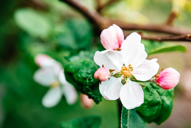 Flor de macieira na primavera.