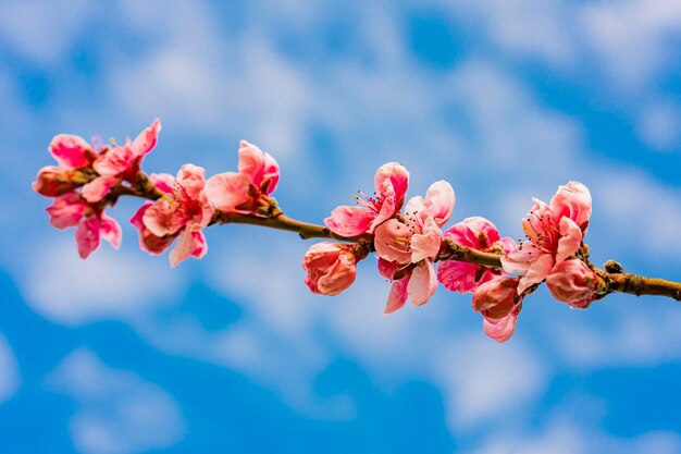 Flor de macieira na primavera