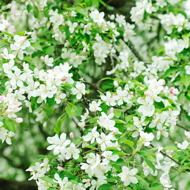 Flor de macieira