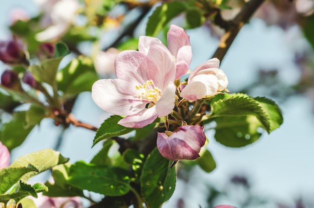 Flor de macieira