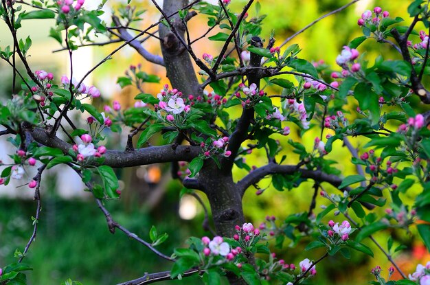 Flor de macieira