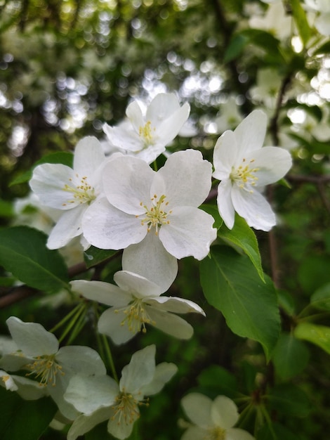 Flor de macieira