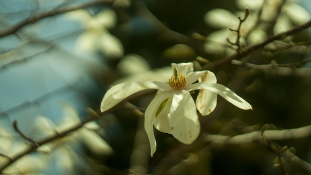 flor de magnólia branca na luz do sol