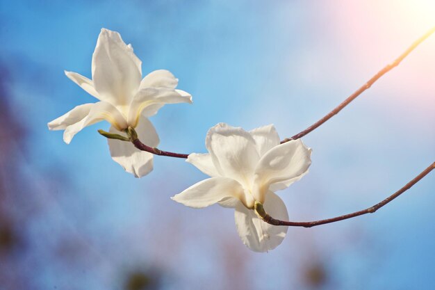 flor de magnólia branca