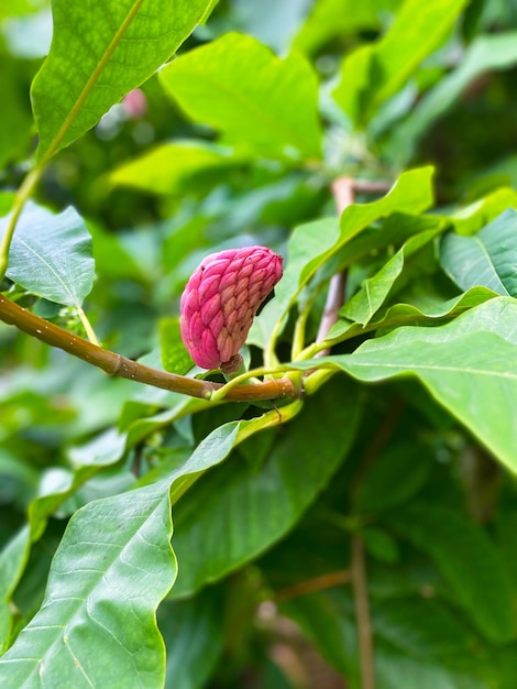 Flor de magnólia de três pétalas (lat. magnolia tripetala)