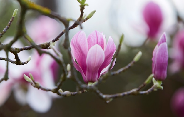 Flor de magnólia. Feche a foto