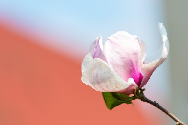 Flor de magnólia florescendo no fundo desfocado