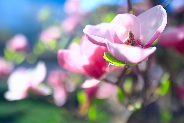 flor de magnólia jardim de primavera / lindas flores, fundo de primavera flores rosa