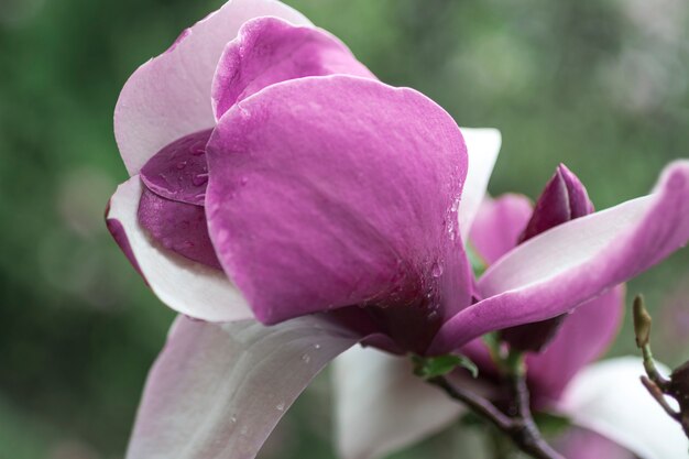 flor de magnólia rosa com pistilo e estames em um galho com folhas verdes