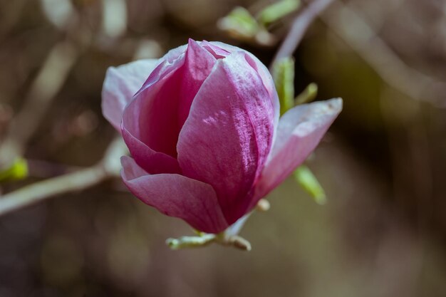 Flor de magnólia rosa em fundo vintage desfocado