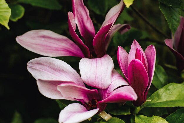 Flor de magnólia vermelha de perto Linda flor brilhante