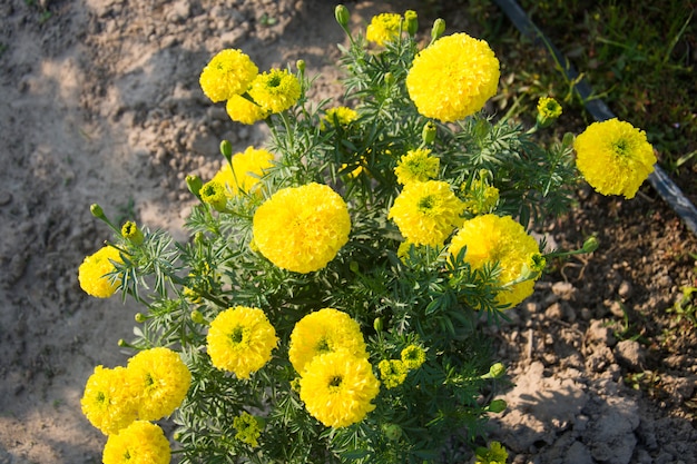 Flor de malmequeres