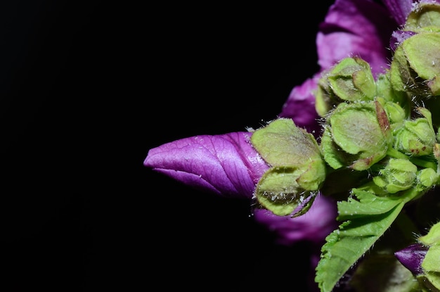 Flor de malva com preto