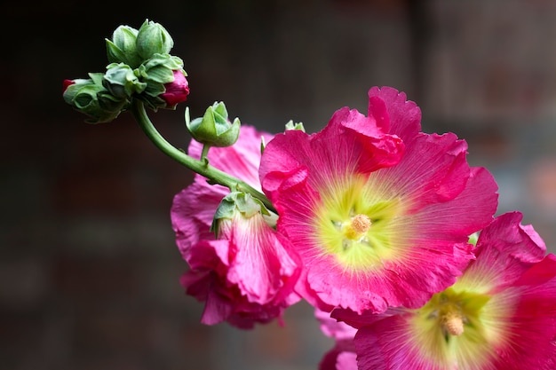 Flor de malva rosa closeup