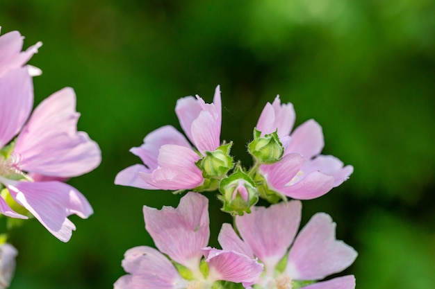 Flor de malva rosa em um fundo verde em uma fotografia macro de dia ensolarado de verão