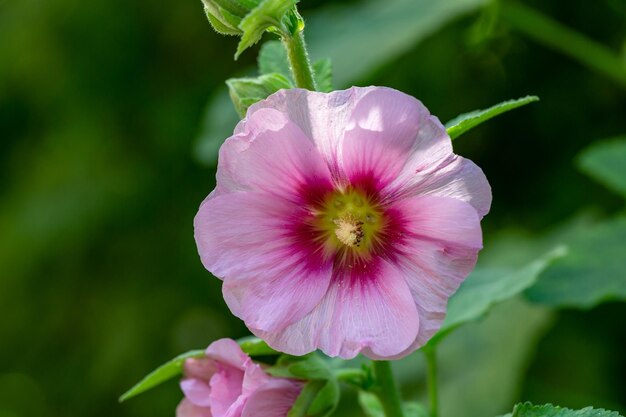 Flor de malva rosa florescendo em um fundo verde em uma fotografia macro de dia ensolarado de verão