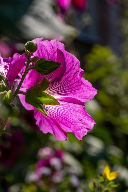 Flor de malva roxa florescendo em um fundo verde em uma fotografia macro de dia ensolarado de verão.