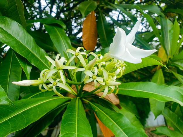 Flor de manga em flor na árvore