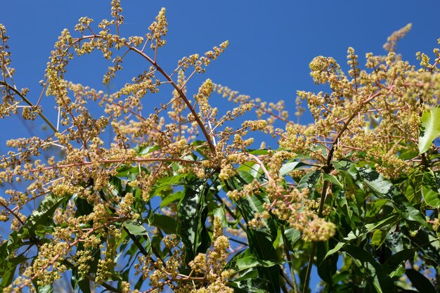 Flor de manga nas árvores de manga