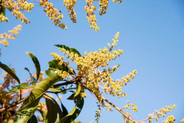 Flor de manga.