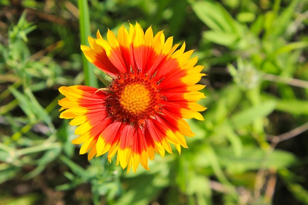 Flor de Manta Gaillardia