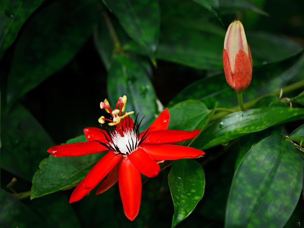 Flor de maracujá vermelho