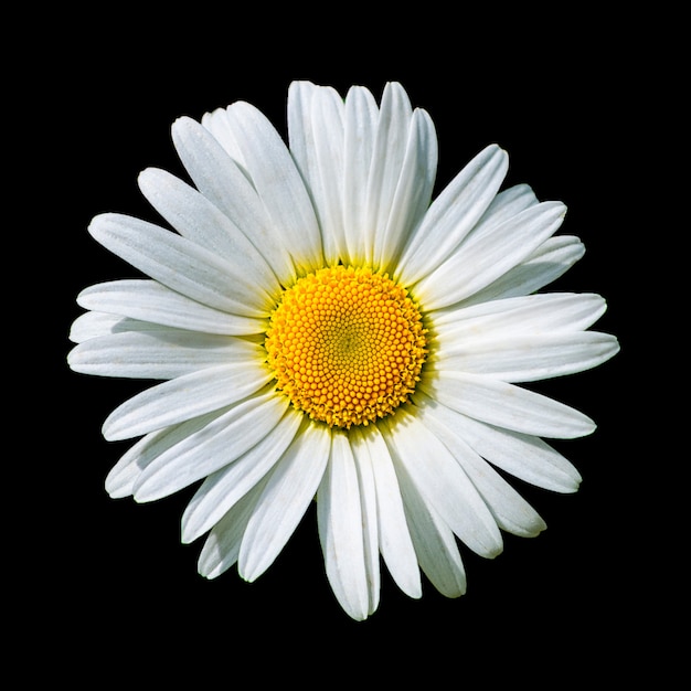 Flor de Margarida branca desabrochando isolada em preto