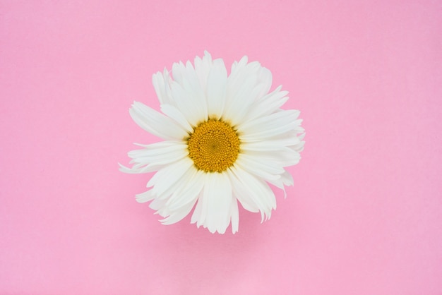 Flor de margarida branca em rosa