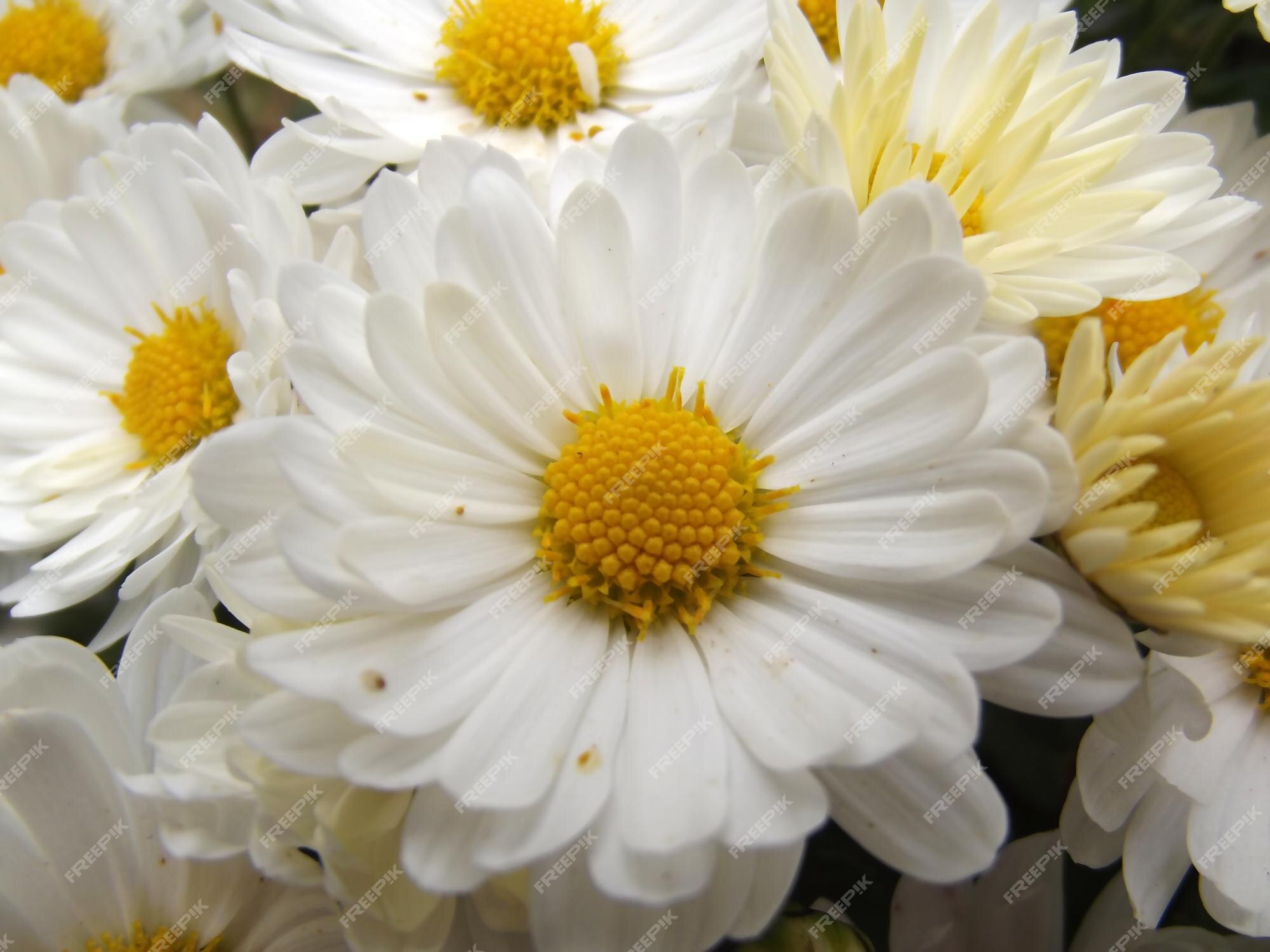 Flor de margarida branca natural olhando fundo de crisântemo | Foto Premium