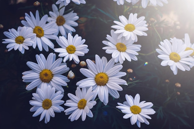 Flor de margarida branca romântica na primavera