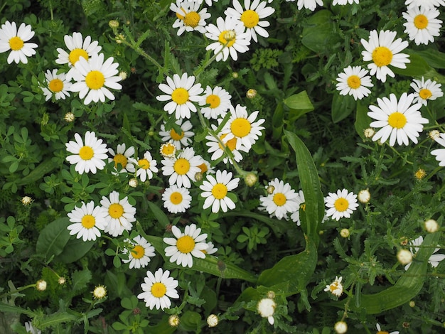 flor de margarida branca