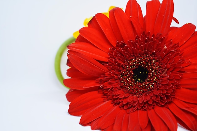 Flor de margarida de Gerbera vermelha