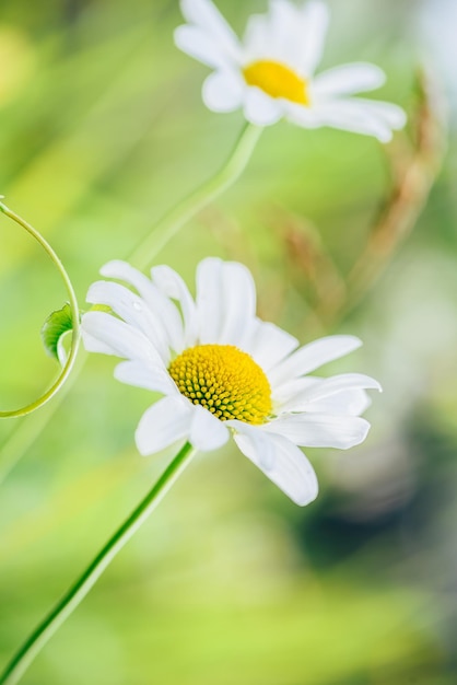 Flor de margarida de prado em um dia ensolarado em fundo desfocado