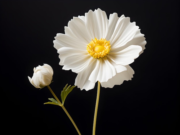 Flor de margarida em fundo de estúdio flor de margarida única Imagens de flores bonitas