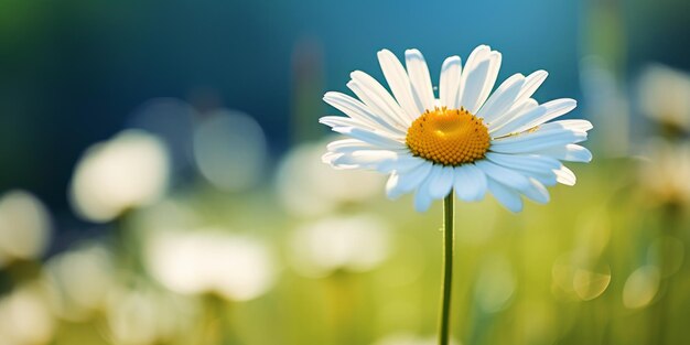 flor de margarida em um campo