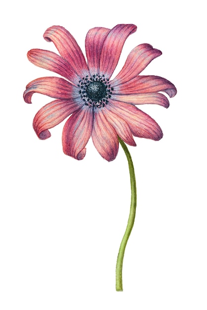 Flor de margarida rosa desenhada à mão
