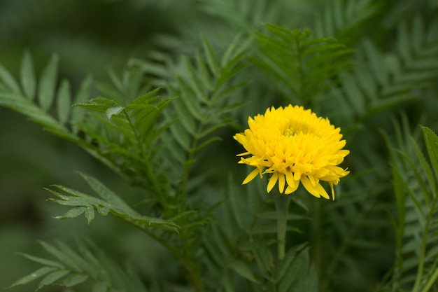 Flor de Marigold Amarelo