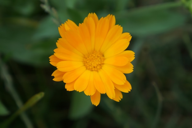 Flor de Marigold