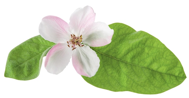 Foto flor de marmelo ou pera com folhas verdes de primavera isoladas em fundo branco com caminho de recorte macro closeup