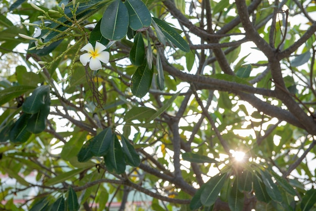 Flor de Michelia champaca