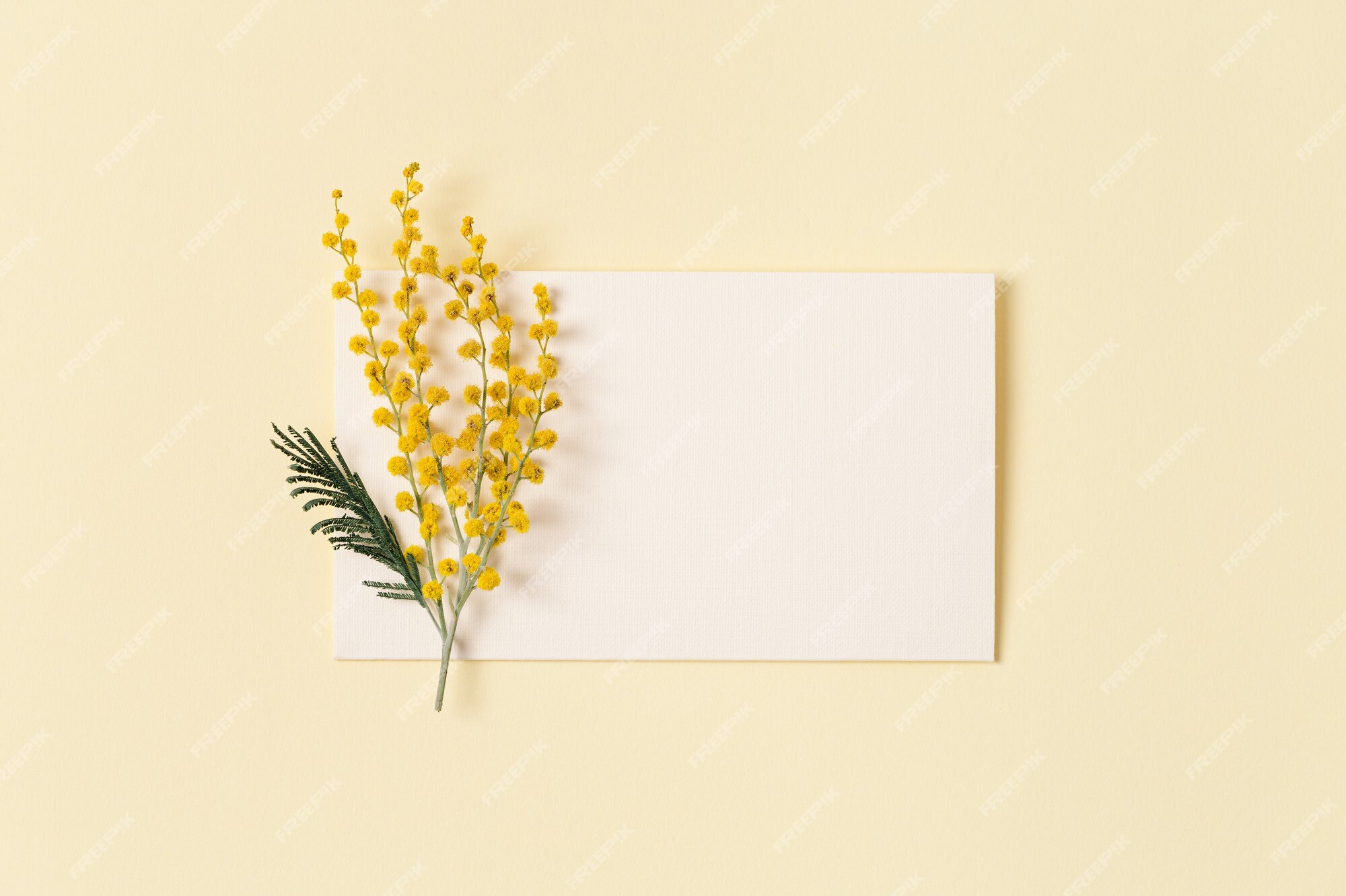 Flor de mimosa com flor amarela e cartão de papel para texto ramo natural  da flor | Foto Premium