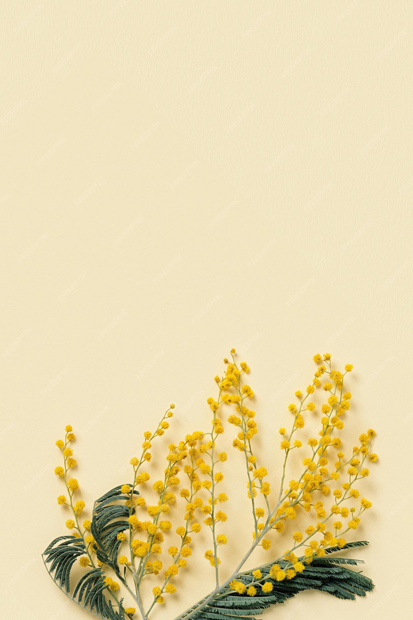 Flor de mimosa com flor amarela redonda e fofa fecha ramo natural de flores  primavera mínima | Foto Premium