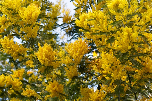 Foto flor de mimosa contra o céu azul mimosa floresce fundo foco seletivo ramo florido de mimosa é oferecido às mulheres em 8 de março para o dia internacional da mulher