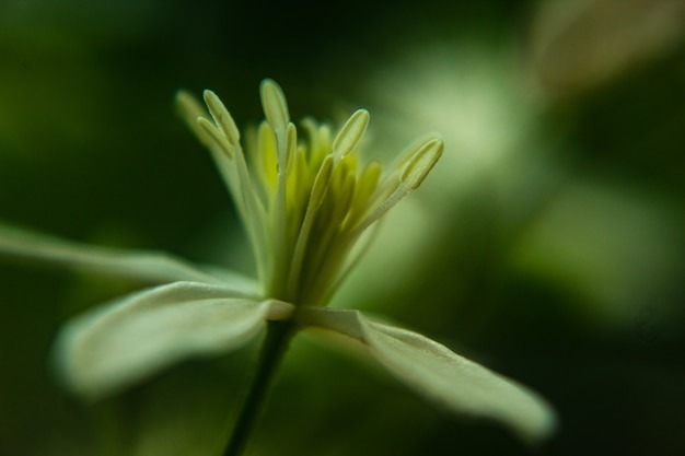 Foto flor de monção desabrochando