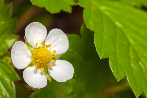 Flor de morango branco jardim - pétalas brancas flores e folhas verdes