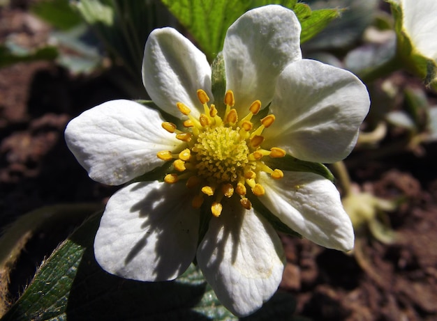 Flor de morango branco natural