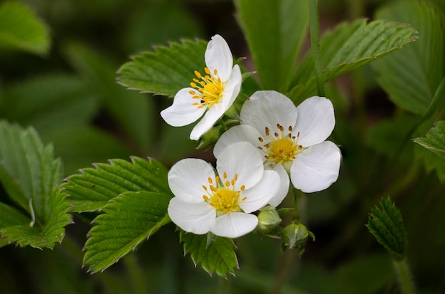 Flor de morango e folhas verdes lindas flores brancas floresceram no jardim