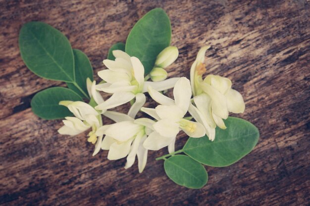 Flor de moringa medicinal com folhas verdes na superfície de madeira