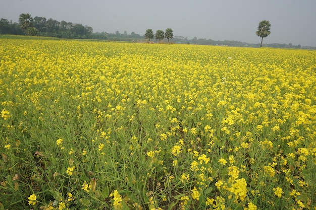 flor de mostarda em Bangladesh